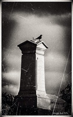 bird-on-grave        