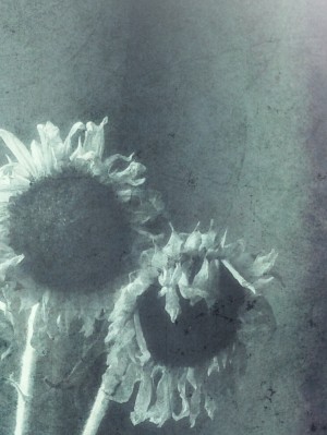 dyingSunflowers